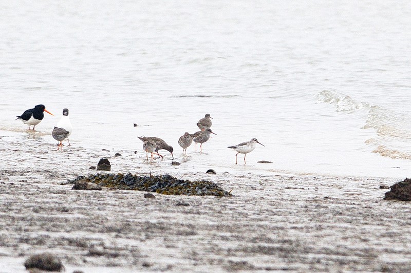 Spotted Redshank