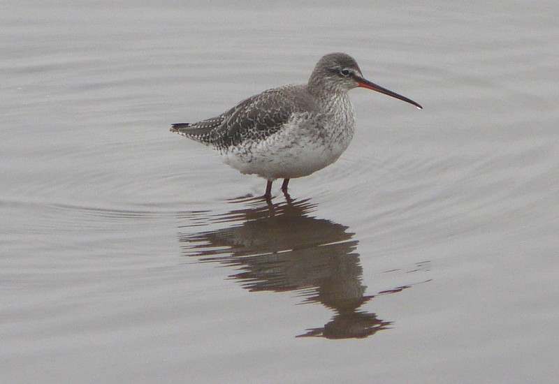 Spotted Redshank