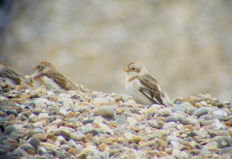 Snow Bunting