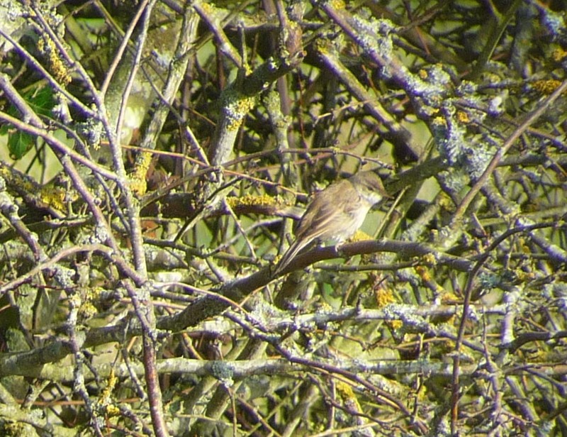 Paddyfield Warbler