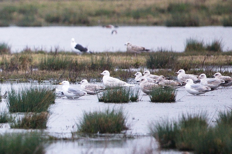 Iceland Gull