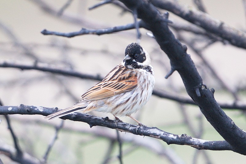Reed Bunting