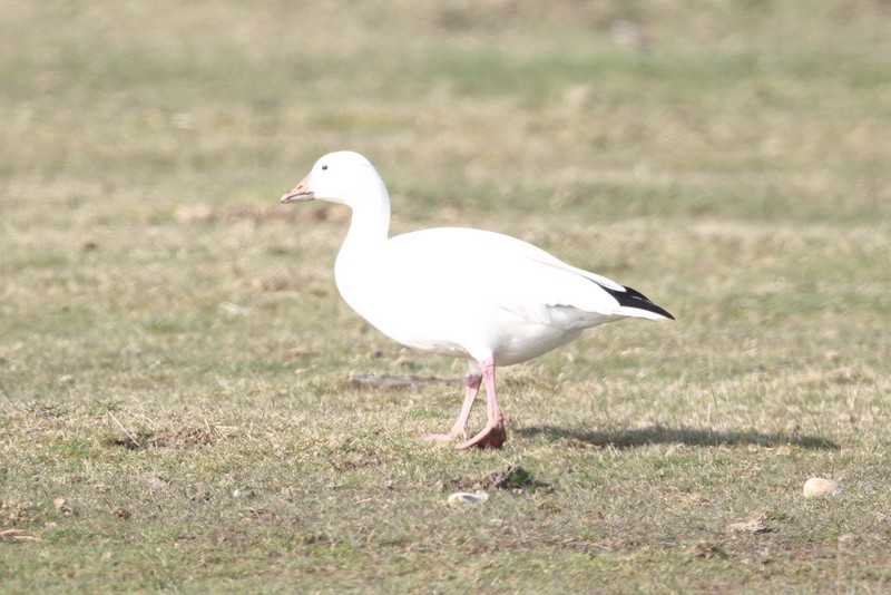 Snow Goose