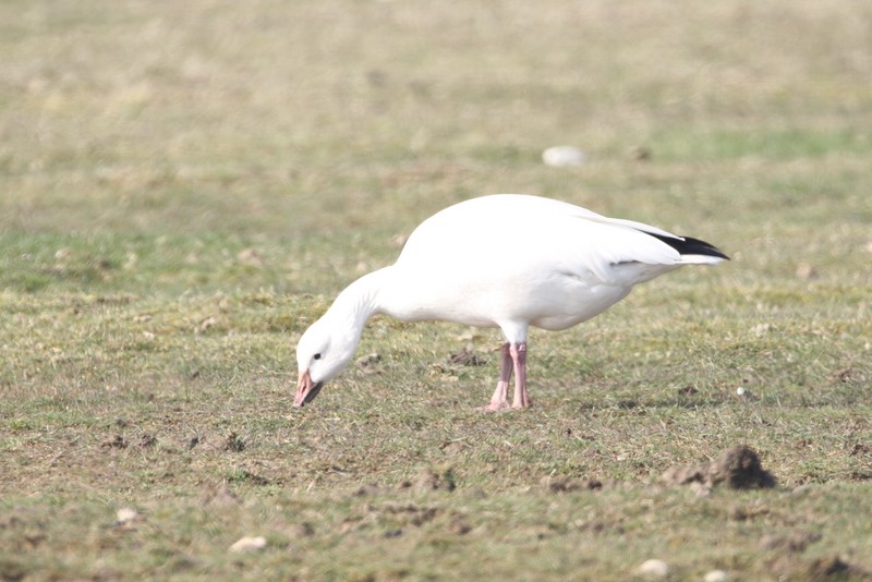 Snow Goose