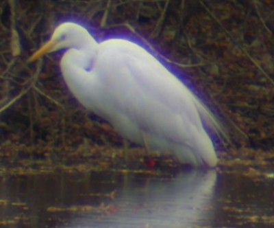 Great White Egret
