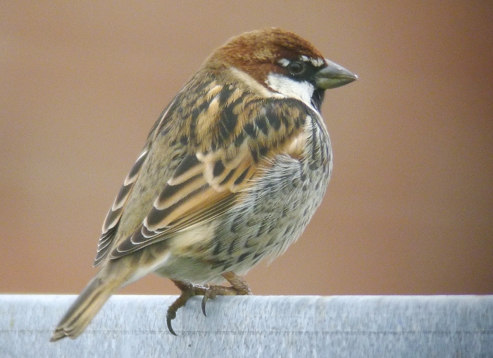 Spanish Sparrow