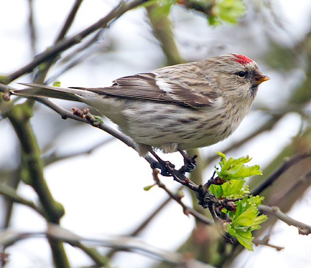 Coues's Arctic Redpoll
