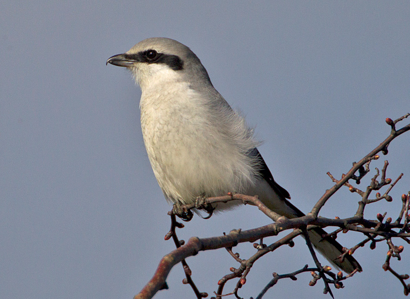Great Grey Shrike
