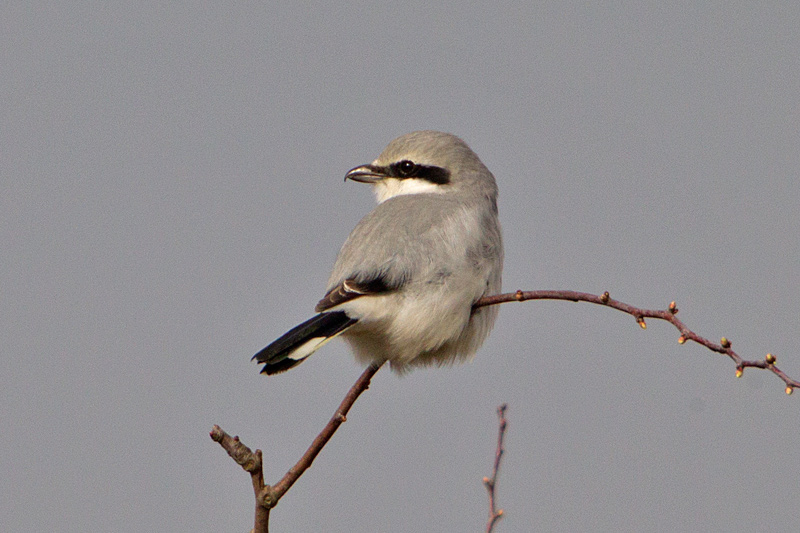 Great Grey Shrike