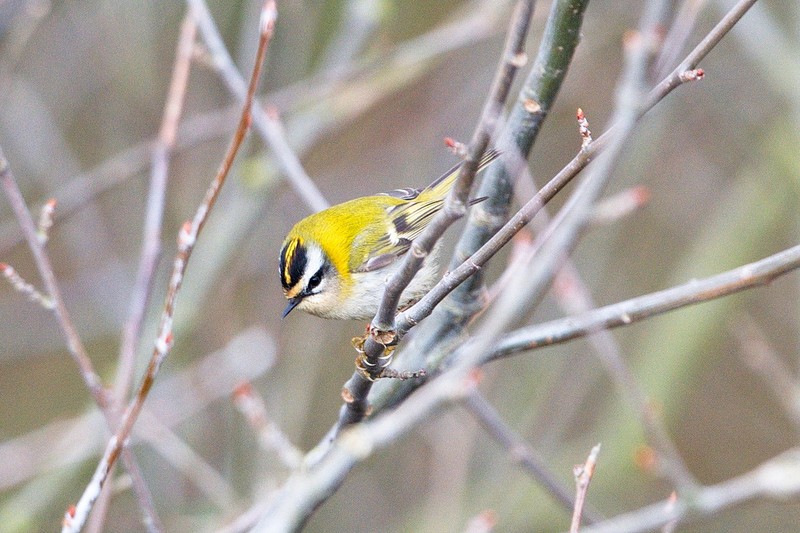 Firecrest