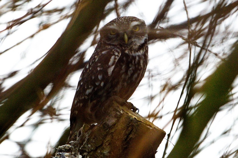 Little Owl