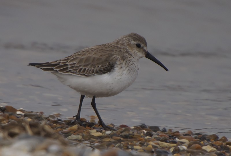 Dunlin