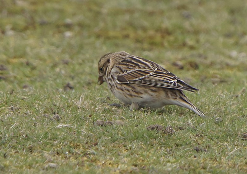 Lapland Bunting