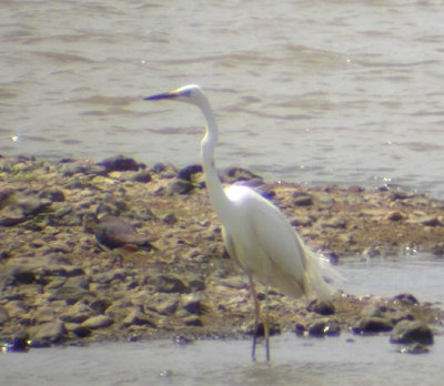 Great White Egret