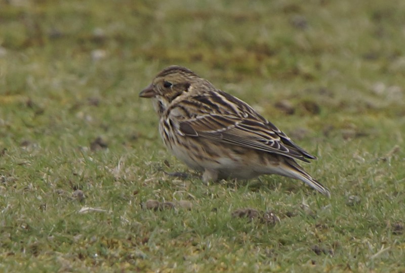 Lapland Bunting