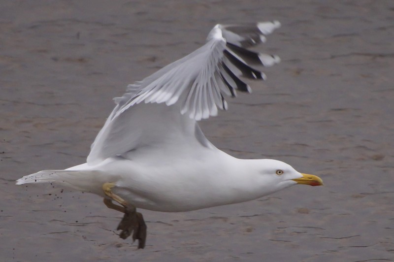 Yellow-legged Gull