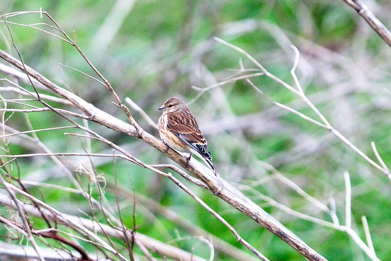 Linnet