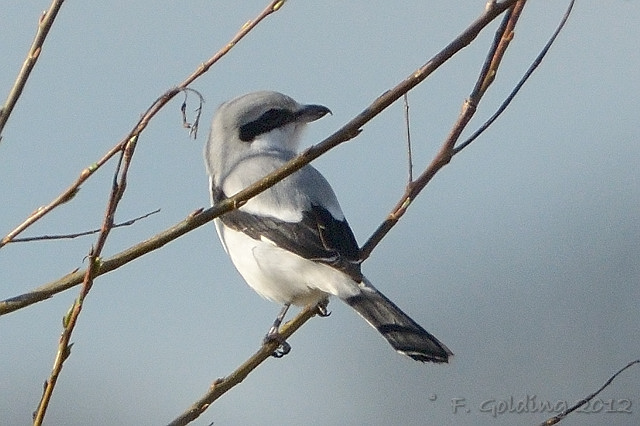 Great Grey Shrike