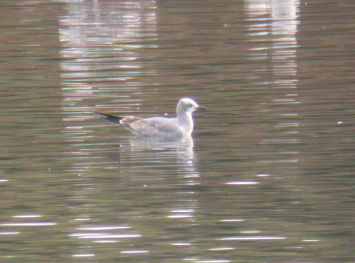 Laughing Gull