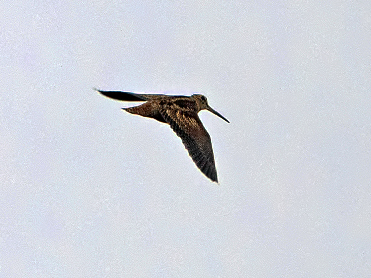 Woodcock