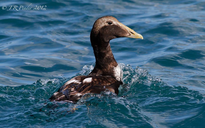 Eider