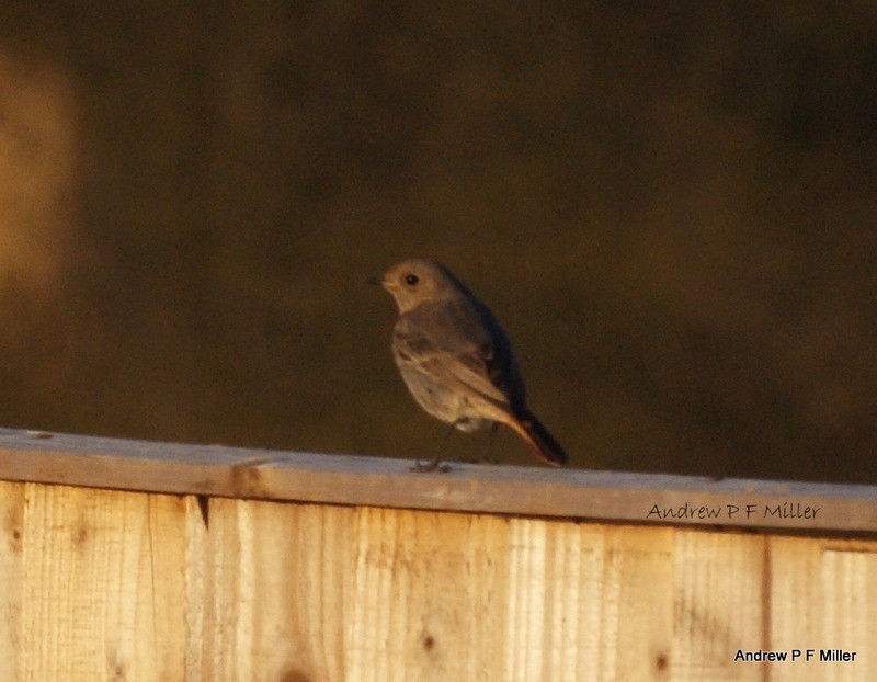 Black Redstart