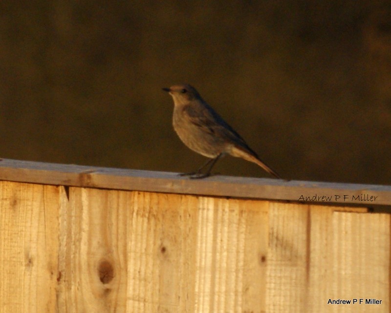 Black Redstart