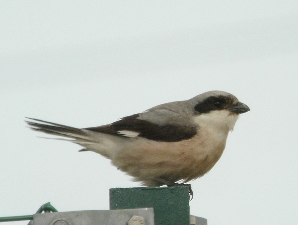 Lesser Grey Shrike