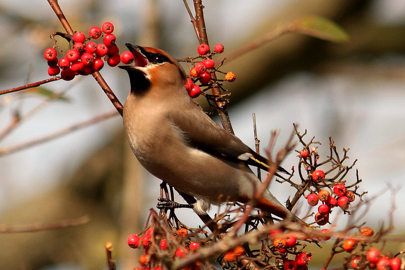 Waxwing