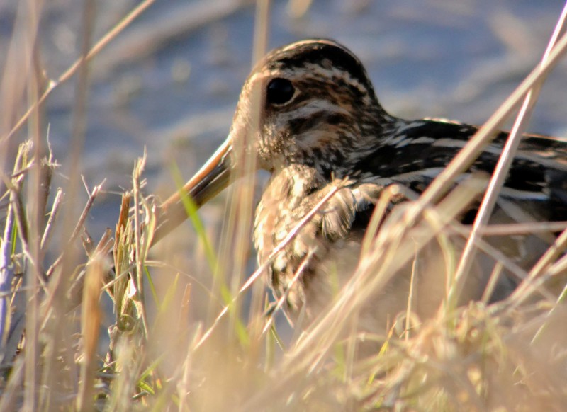 Snipe
