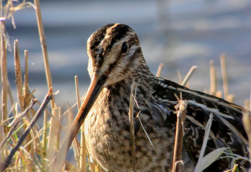 Snipe