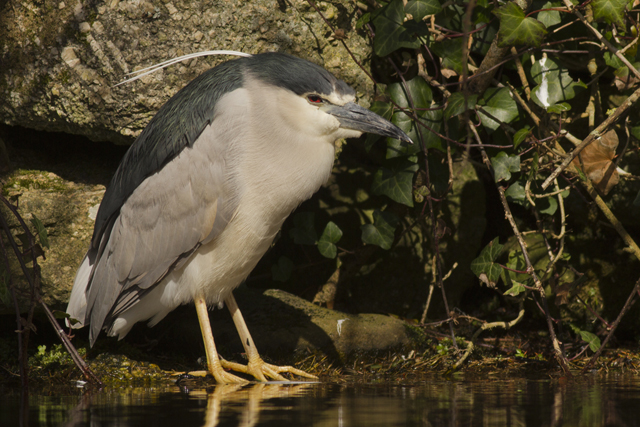Night Heron