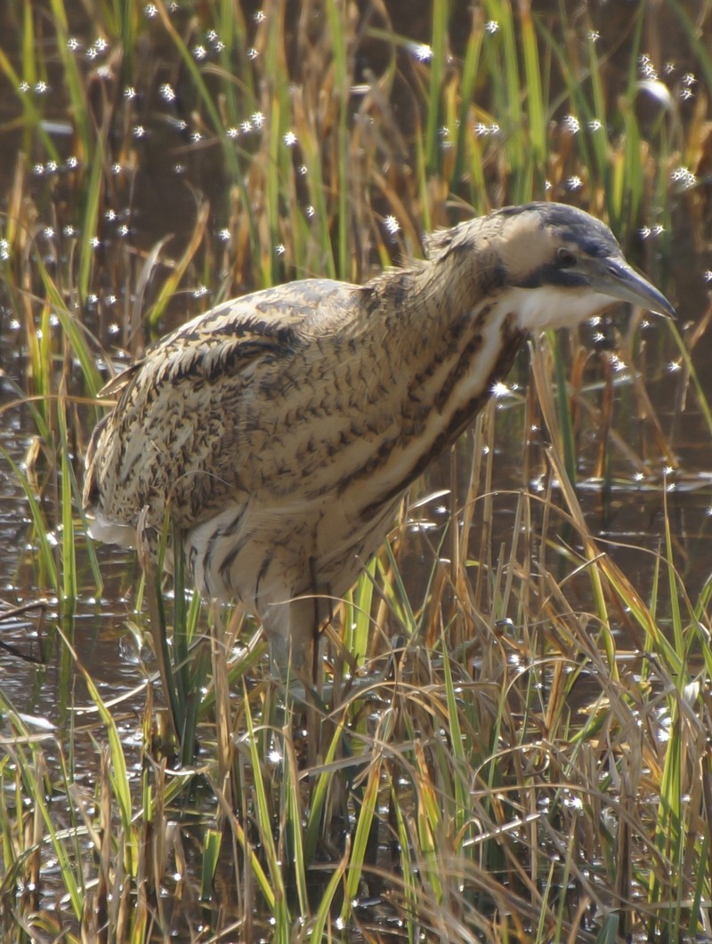 Bittern