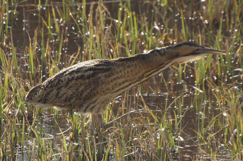 Bittern