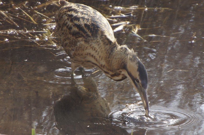 Bittern