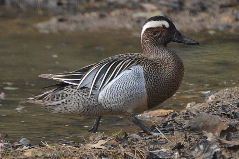 Garganey