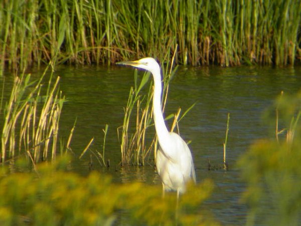 Great White Egret
