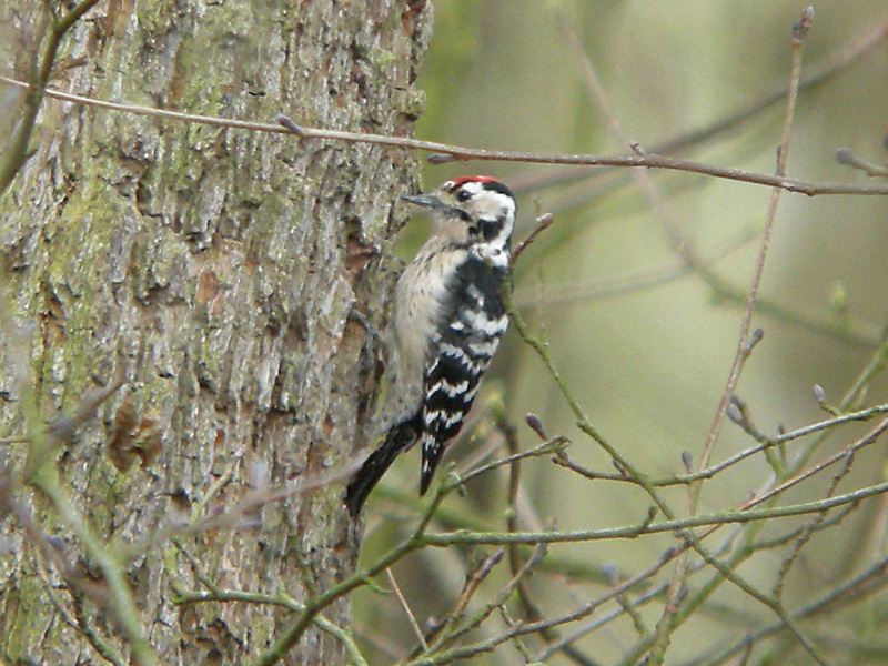Lesser Spotted Woodpecker