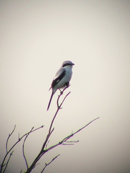 Great Grey Shrike