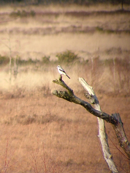 Great Grey Shrike