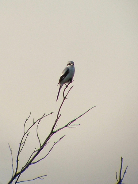 Great Grey Shrike