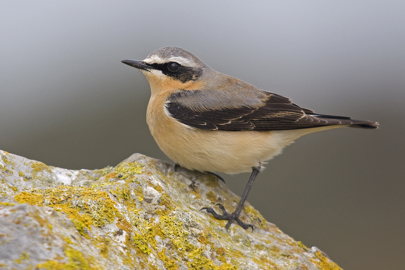 Wheatear