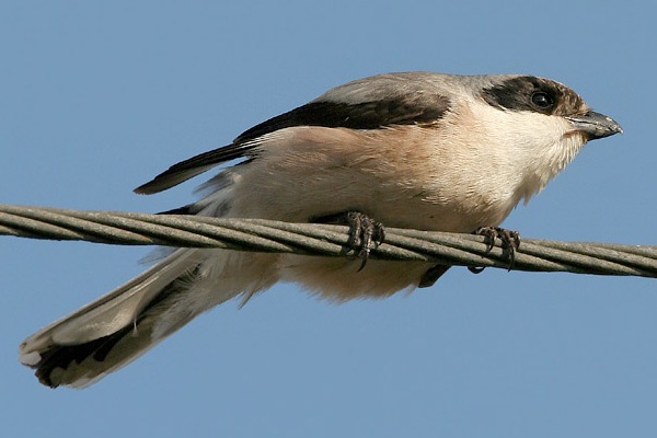 Lesser Grey Shrike