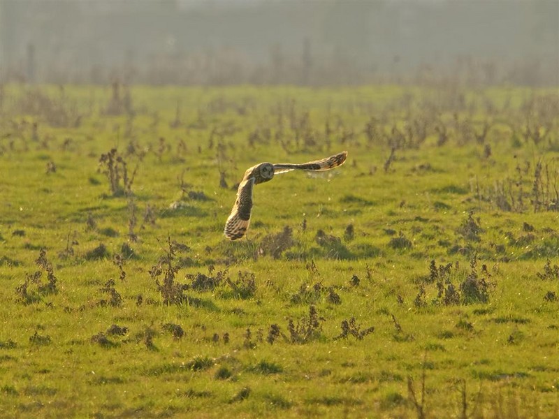 Short-eared Owl