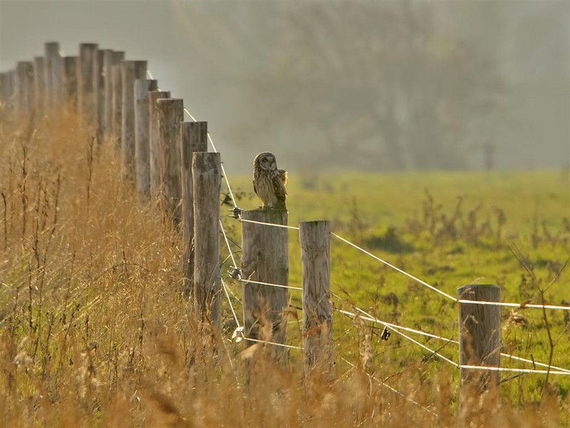 Short-eared Owl