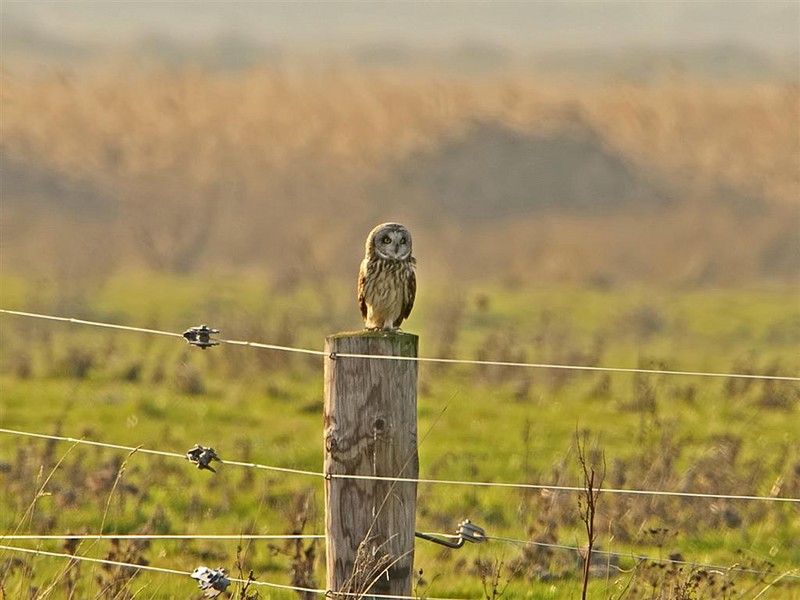 Short-eared Owl