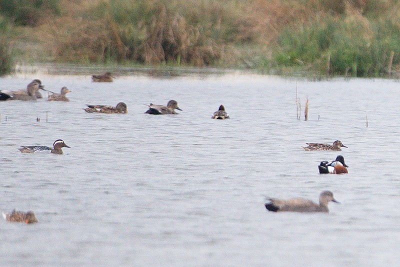 Garganey