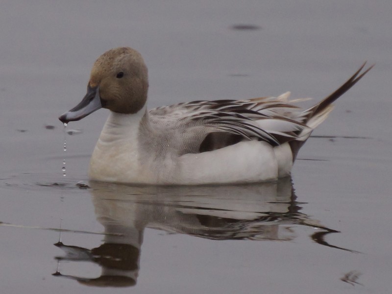 Pintail