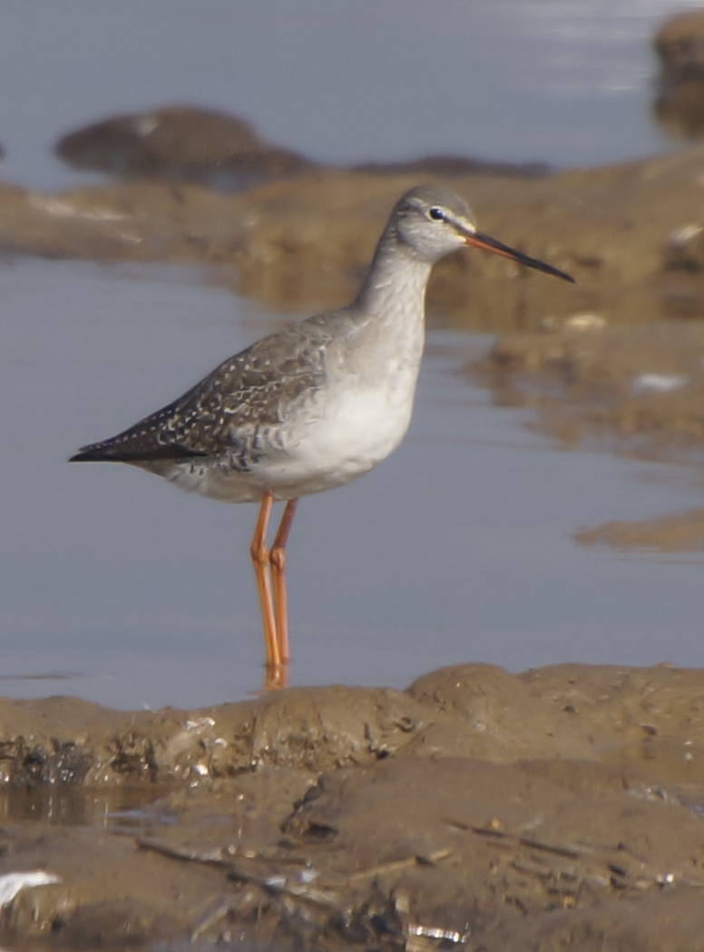 Spotted Redshank