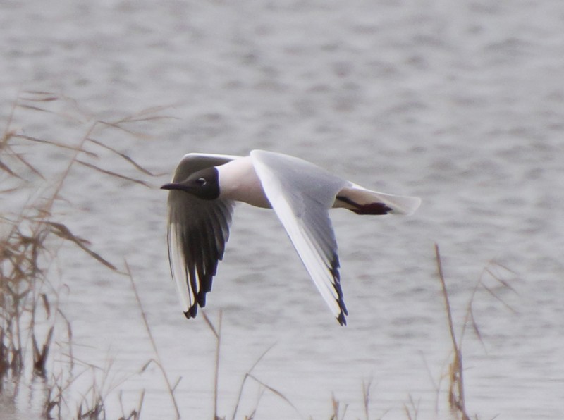 Black-headed Gull